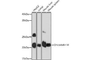 Western blot analysis of extracts of various cell lines, using Oncostatin M Rabbit mAb (ABIN7269099) at 1:1000 dilution. (Oncostatin M anticorps)