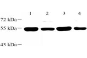 Western blot analysis of WDR37 (ABIN7076217) at dilution of 1: 2000,Lane 1: Mouse brain tissue lysate,Lane 2: Mouse testis tissue lysate,Lane 3: Rat brain tissue lysate,Lane 4: Rat testis tissue lysate (WDR37 anticorps)