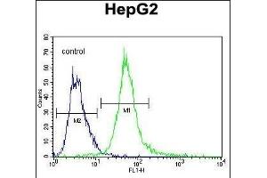 SPDYE1 Antibody (C-term) (ABIN655243 and ABIN2844846) flow cytometric analysis of HepG2 cells (right histogram) compared to a negative control cell (left histogram). (SPDYE1 anticorps  (C-Term))