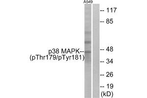 Western blot analysis of extracts from A549 cells, treated with etoposide (25uM, 24hours), using p38 MAPK (Phospho-Thr179+Tyr181) antibody. (MAPK14 anticorps  (pThr180, pTyr182))