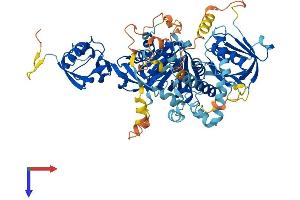 AlphaFold protein structure predicition of Human Recombinant FERMT2 Protein, UniprotID Q96AC1