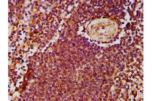 IHC image of ABIN7143386 diluted at 1:500 and staining in paraffin-embedded human spleen tissue performed on a Leica BondTM system. (ADGRE2 anticorps  (AA 151-323))