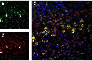 Multiplex staining of NMDA3B and NMDAR1 in mouse cortex. (GRIN1/NMDAR1 anticorps  (Extracellular))