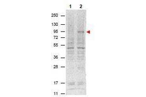 Western Blotting (WB) image for anti-Signal Transducer and Activator of Transcription 5A (STAT5A) (Tyr694) antibody (ABIN400812) (STAT5A anticorps  (Tyr694))