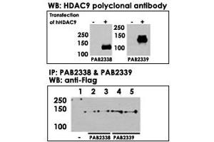 Both HDAC9  and HDAC9  polyclonal antibody were tested by WB and IP-WB using HeLa and HeLa-HDAC9 transfected cells.