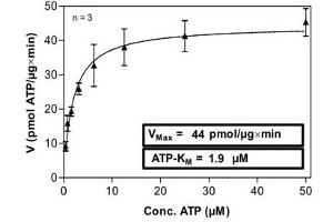 Image no. 2 for Met Proto-Oncogene (MET) (Asp1228His-Mutant) (Active) protein (ABIN5570167) (c-MET Protein (Asp1228His-Mutant))
