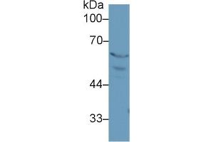 Western Blot; Sample: Rat Placenta lysate; Primary Ab: 1µg/ml Rabbit Anti-Rat PPARg Antibody Second Ab: 0. (PPARG anticorps  (AA 311-493))