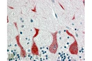 ABIN185366 (4µg/ml) staining of paraffin embedded Human Cerebellum.