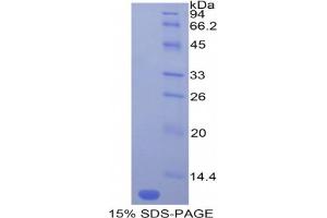 SDS-PAGE analysis of Mouse MCP5 Protein. (Ccl12 Protéine)