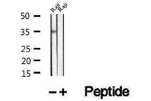 Western blot analysis of extracts of Raji cells, using UFD1L antibody.