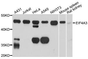 Western blot analysis of extracts of various cell lines, using EIF4A3 antibody. (EIF4A3 anticorps  (AA 1-210))