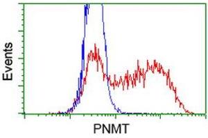 HEK293T cells transfected with either RC206586 overexpress plasmid (Red) or empty vector control plasmid (Blue) were immunostained by anti-PNMT antibody (ABIN2454519), and then analyzed by flow cytometry. (PNMT anticorps)