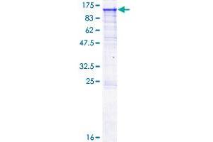 Image no. 1 for Alanyl (Membrane) Aminopeptidase (ANPEP) (AA 1-967) protein (GST tag) (ABIN1345155)