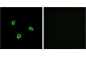 Immunofluorescence (IF) image for anti-Somatostatin Receptor 1 (SSTR1) (AA 9-58) antibody (ABIN2891086) (SSTR1 anticorps  (AA 9-58))