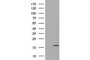 HEK293T cells were transfected with the pCMV6-ENTRY control (Left lane) or pCMV6-ENTRY TTC32 (Right lane) cDNA for 48 hrs and lysed. (TTC32 anticorps)