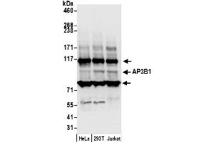 Western Blotting (WB) image for anti-Adaptor-Related Protein Complex 3, beta 1 Subunit (AP3B1) (AA 725-775) antibody (ABIN7449966)