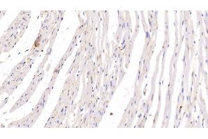 Detection of ADPN in Rat Heart Tissue using Monoclonal Antibody to Adiponectin (ADPN)