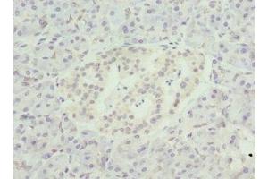 Immunohistochemistry of paraffin-embedded human pancreatic tissue using ABIN7161578 at dilution of 1:100 (NMNAT1 anticorps  (AA 1-279))