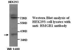Image no. 1 for anti-High Mobility Group Box 1 (HMGB1) antibody (ABIN790975) (HMGB1 anticorps)