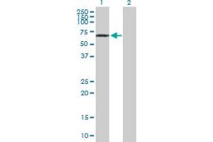 Western Blot analysis of NUP85 expression in transfected 293T cell line by NUP85 MaxPab polyclonal antibody. (NUP85 anticorps  (AA 1-656))