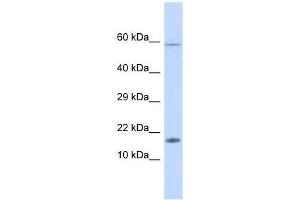 Western Blot showing HERC4 antibody used at a concentration of 1. (HERC4 anticorps  (Middle Region))