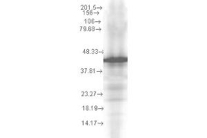 Western Blot analysis of Yeast recombinant cell lysate showing detection of Hsp40 protein using Mouse Anti-Hsp40 Monoclonal Antibody, Clone 2A7. (DNAJB1 anticorps  (HRP))