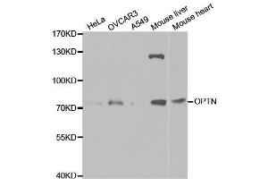 Western blot analysis of extracts of various cell lines, using OPTN antibody. (OPTN anticorps  (AA 1-577))