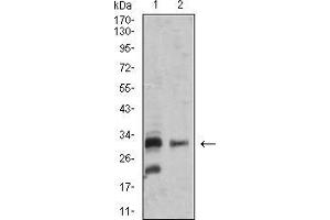 Western blot analysis using TNFSF13B mouse mAb against SK-N-SH (1) and MOLT4 (2) cell lysate. (BAFF anticorps  (AA 116-278))