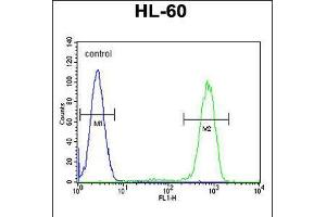 Flow cytometric analysis of HL-60 cells (right histogram) compared to a negative control cell (left histogram). (Caspase 12 anticorps  (AA 165-193))