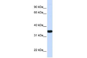 WB Suggested Anti-GAPDH Antibody Titration:  0.