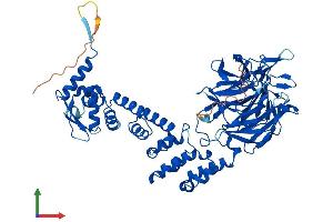 AlphaFold protein structure predicition of Mouse Recombinant Klhl9 Protein, UniprotID Q6ZPT1