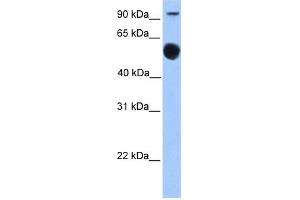WB Suggested Anti-EBF1 Antibody Titration:  0.