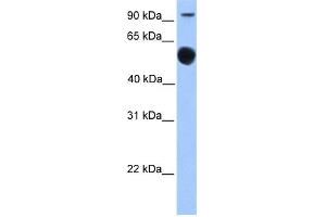 WB Suggested Anti-EBF1 Antibody Titration:  0. (EBF1 anticorps  (N-Term))