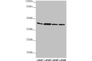 Western blot All lanes: AKR7A2 antibody at 0. (AKR7A2 anticorps  (AA 100-359))