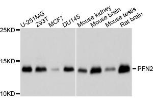 Western blot analysis of extracts of various cell lines, using PFN2 antibody (ABIN5995368) at 1/1000 dilution. (PFN2 anticorps)
