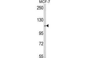 Western Blotting (WB) image for anti-Superkiller Viralicidic Activity 2-Like 2 (SKIV2L2) antibody (ABIN3003891) (MTR4 anticorps)