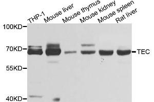 Western blot analysis of extracts of various cell lines, using TEC antibody (ABIN4905390) at 1:1000 dilution.