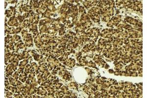 ABIN6279094 at 1/100 staining Mouse pancreas tissue by IHC-P. (AFF4 anticorps  (C-Term))