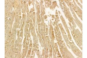 PEX7 Mouse Monoclonal Antibody at 1/100 staining mouse heart tissue by IHC-P. (PEX7 anticorps  (C-Term))