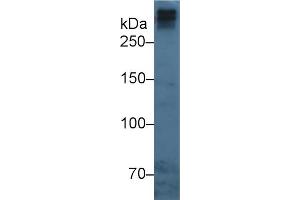 Mouse Capture antibody from the kit in WB with Positive Control: Human serum. (APOB Kit ELISA)