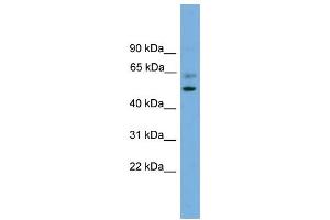 WB Suggested Anti-PSMD12  Antibody Titration: 0.