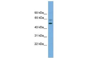 WB Suggested Anti-PSMD12  Antibody Titration: 0. (PSMD12 anticorps  (Middle Region))