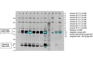 Identification of b12A2 antibody secreted in the milk of transgenic mice using western blotLanes 1-8 are milk samples collected from individual mice, lane 9 is the molecular weight marker, lane 10 is milk from a negative control mouse, lane 11 is a known concentration of standard human IgA (p/n 009-0106) at 80 ng/lane, lane 12 is negative control mouse milk spiked with standard human IgA. (Human IgA Isotype Control)