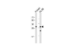 All lanes : Anti-FGFBP3 Antibody (C-term) at 1:1000 dilution Lane 1: human brain lysate Lane 2: HL-60 whole cell lysate Lysates/proteins at 20 μg per lane. (FGFBP3 anticorps  (C-Term))