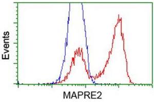 HEK293T cells transfected with either RC200259 overexpress plasmid (Red) or empty vector control plasmid (Blue) were immunostained by anti-MAPRE2 antibody (ABIN2454584), and then analyzed by flow cytometry. (MAPRE2 anticorps)