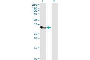 Western Blot analysis of CCNH expression in transfected 293T cell line by CCNH monoclonal antibody (M01), clone 1B8.