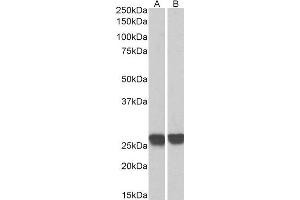 Biotinylated ABIN4902647 (0. (GRB2 anticorps  (C-Term) (Biotin))
