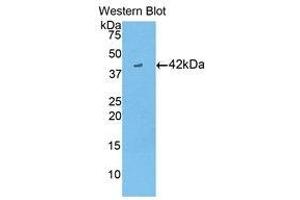 Western Blotting (WB) image for anti-Creatine Kinase, Brain (CKB) (AA 11-367) antibody (ABIN1858410) (CKB anticorps  (AA 11-367))