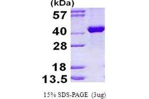 SDS-PAGE (SDS) image for Aldolase B, Fructose-Bisphosphate (ALDOB) (AA 1-364) protein (His tag) (ABIN667669)