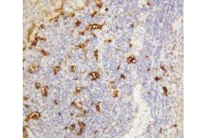 IHC-P: Alpha Amylase 1 antibody testing of rat spleen tissue